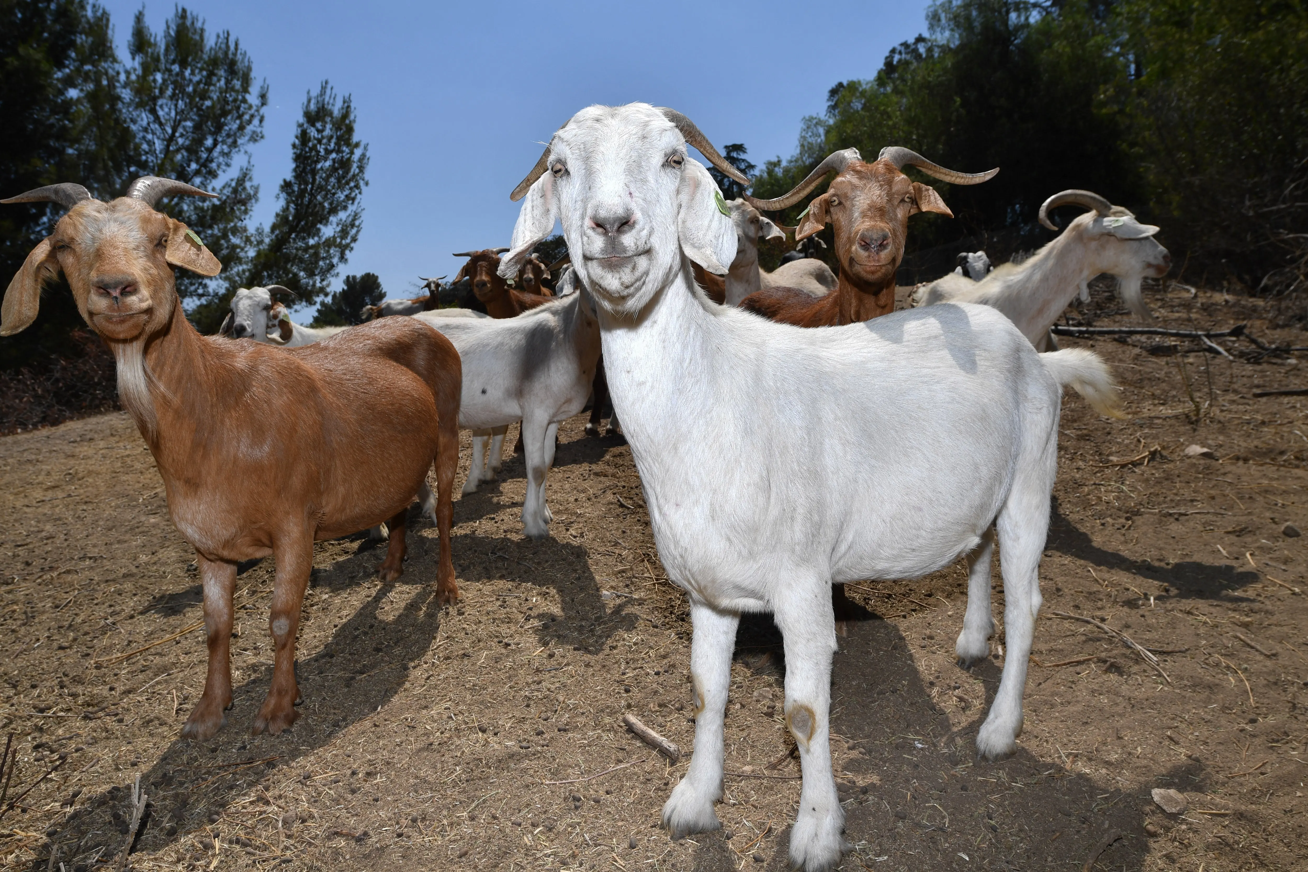 Universal Studios is reducing its fire risk with an eco-friendly method – goats