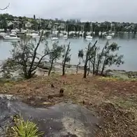Sydney gardener fined almost $200,000 for removing 287 trees to improve harbourside mansion’s water views