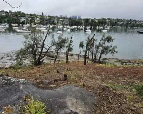 Sydney gardener fined almost $200,000 for removing 287 trees to improve harbourside mansion’s water views