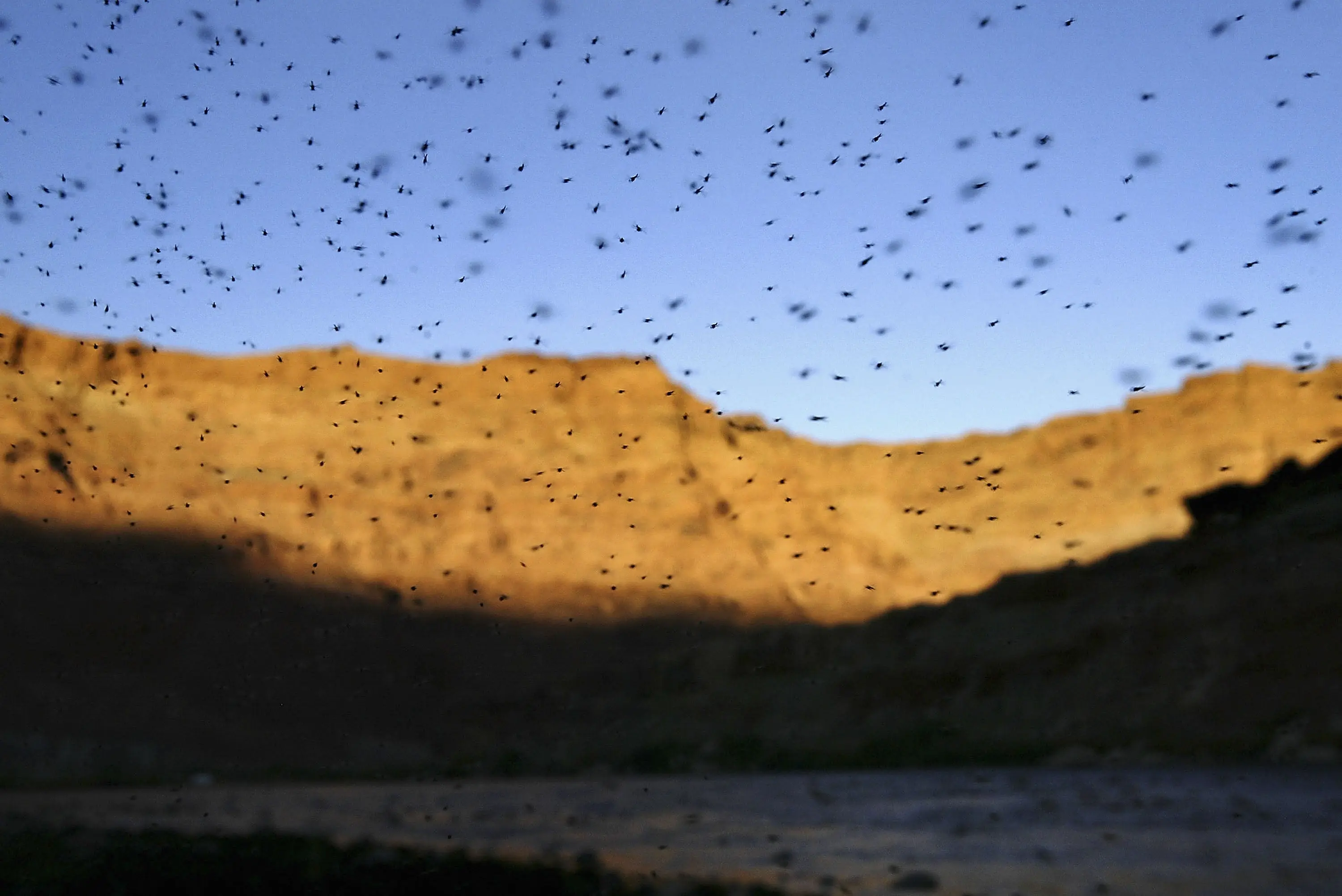 Experts worry as parts of the US see a huge drop in mosquitoes