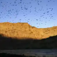 Experts worry as parts of the US see a huge drop in mosquitoes