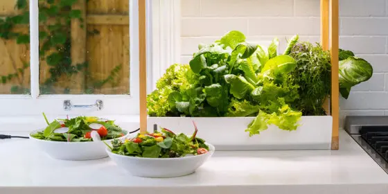 You don’t need outdoor space to have fresh produce — here’s how to grow it right on your countertop