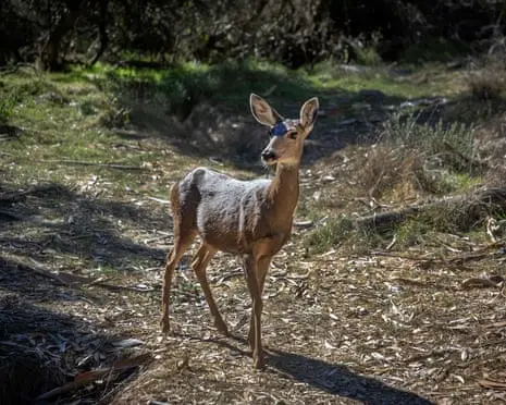 Judge rules 2,000 Catalina Island deer can be killed to save native plant species