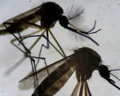 Invasive tropical mosquito found breeding in east London