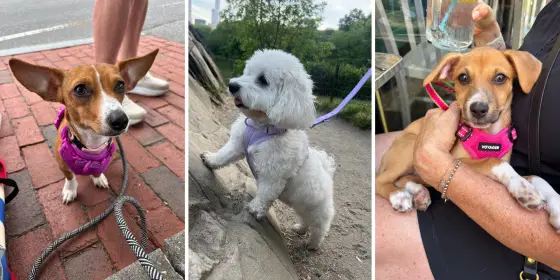 Are dog harnesses better than collars? Here’s what vets say