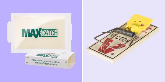 If you see one mouse, there are likely more. Here's how to get rid of them