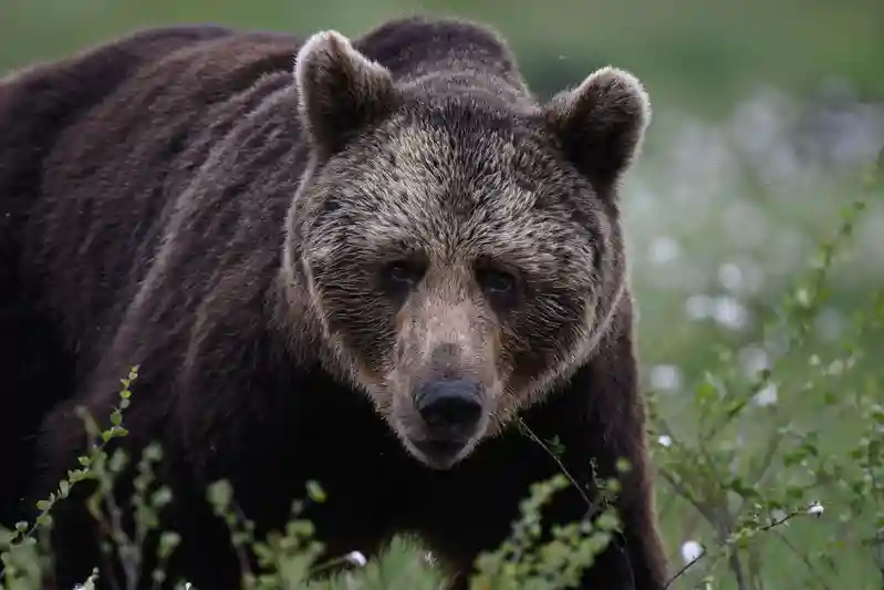 Russian woman mauled to death by bear as attacks surge across Siberian region