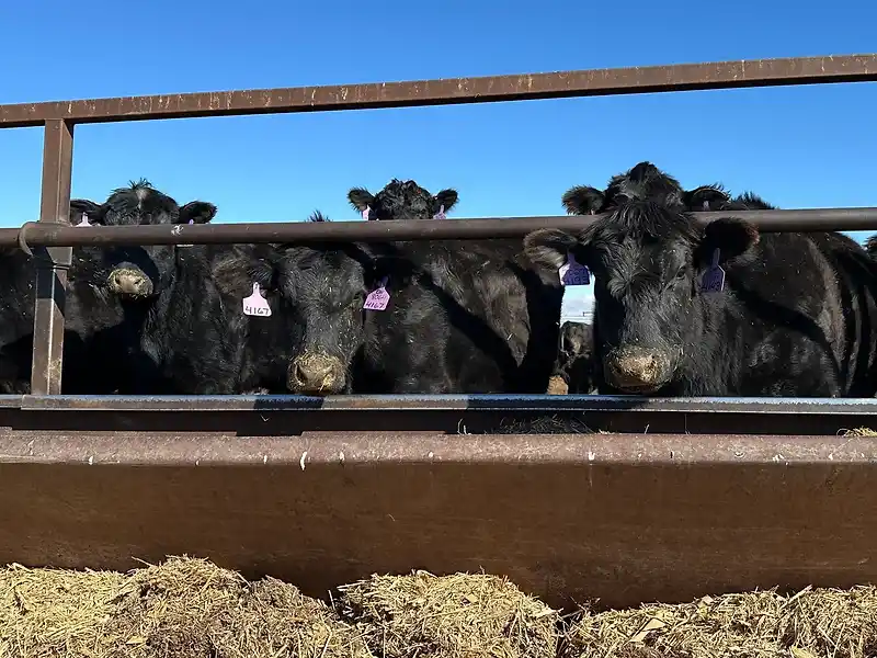 Trump’s beef tariff pause sparks anger among US ranchers