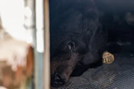 ‘He’s unbearable’: bear that went viral for living under LA home is back