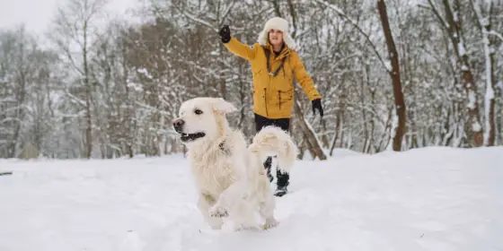 How cold is too cold for dogs? Vets break down the most important pet winter safety tips