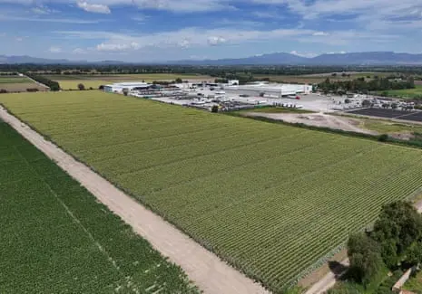Cyclospora found at Mexican farm linked to lettuce outbreak, FDA says
