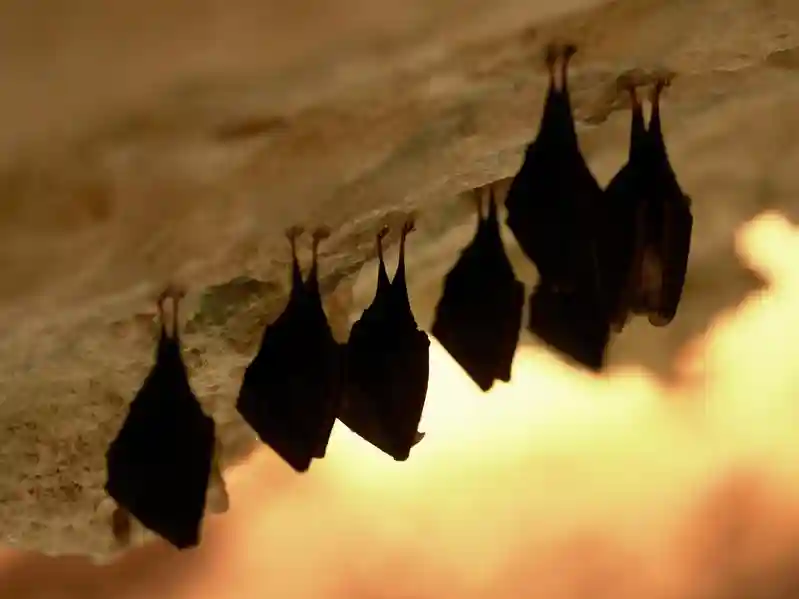 Eight bats found in just 17 days at elementary school as the cause remains unknown
