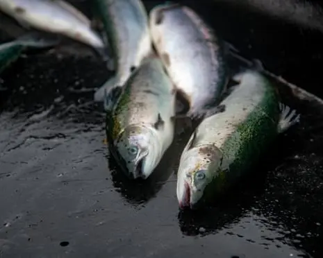 Lack of inspections at fish slaughterhouses a ‘disgrace’, says Animal Equality UK