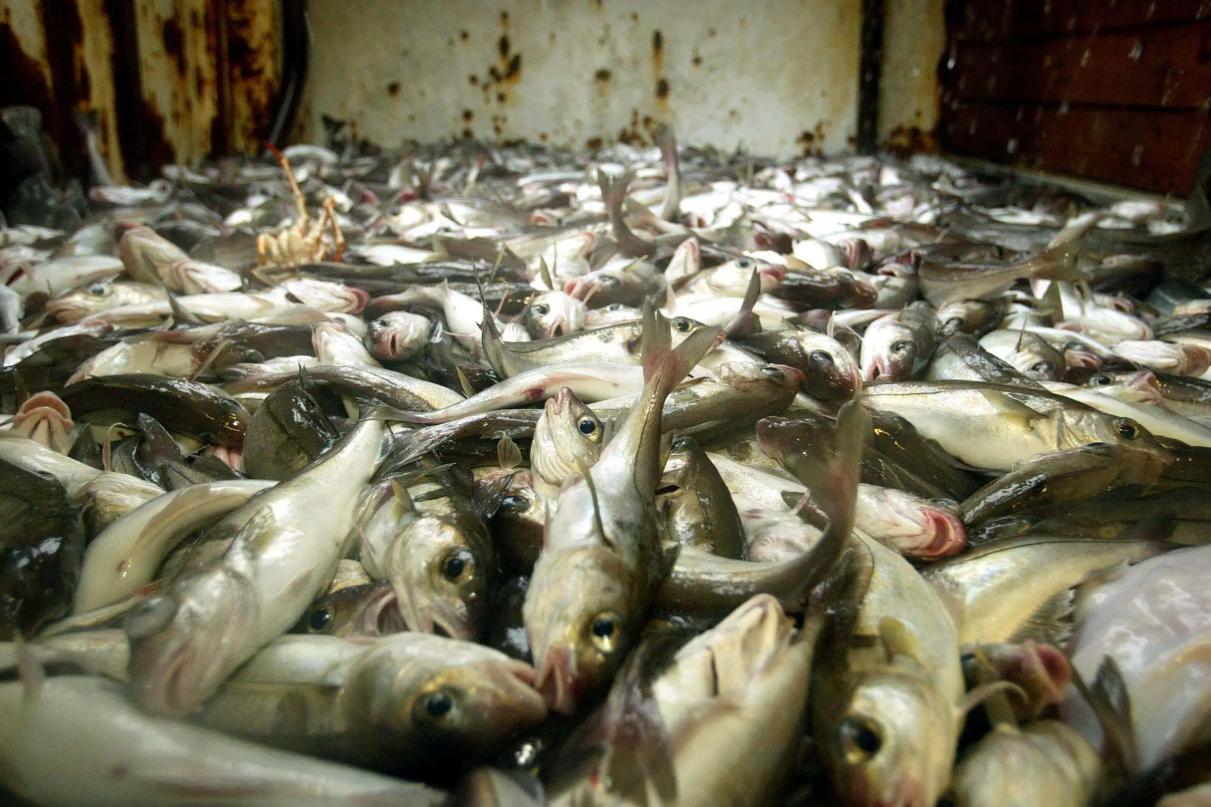 Some hake and coley stocks suffering from population decline, consumers warned
