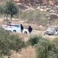 Critics say hold Israel to account amid surge in olive harvest attacks