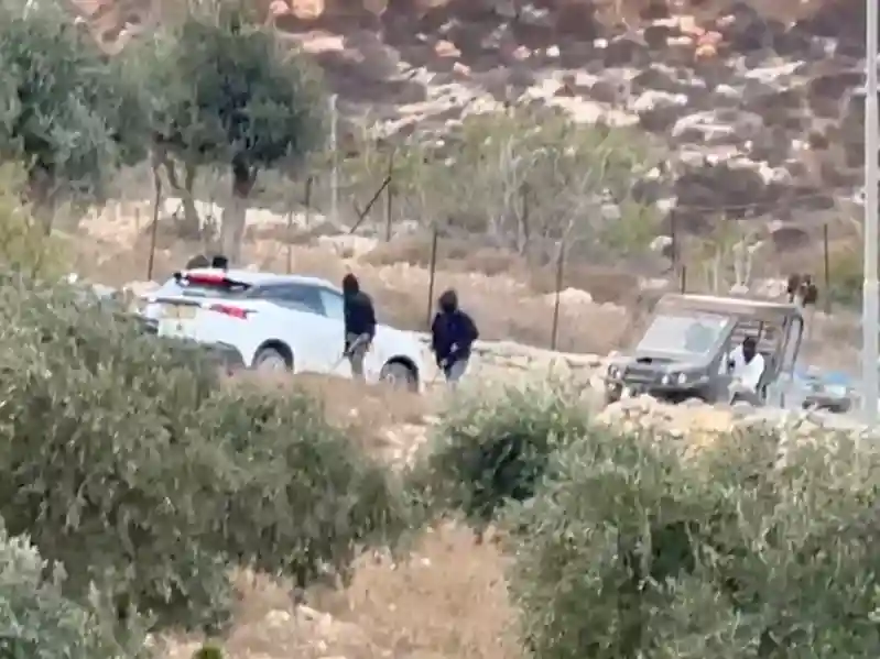 Critics say hold Israel to account amid surge in olive harvest attacks