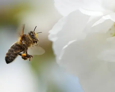 ‘Crucial opportunity to act’ as study finds most of Europe’s wild bee species in decline