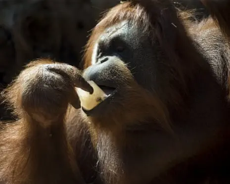 Orangutans prefer food associated with sounds of laughter, study suggests