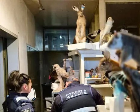 Man fined after 700 frozen and taxidermied animals found on Victorian property