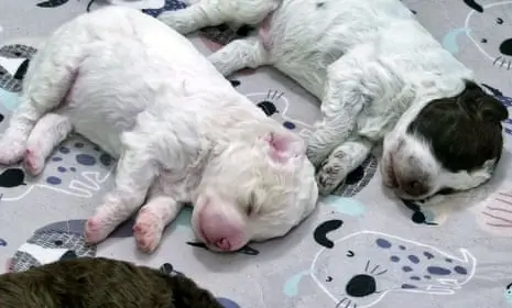 Puppy love: Finnish 24-hour newborn pup livestream is TV smash hit