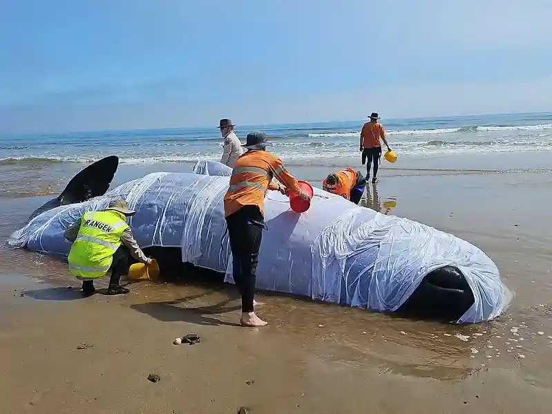Sperm whale carcass buried on Tasmanian beach sparks concerns over shark attack
