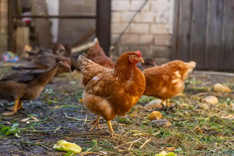 Nearly 1 million chickens killed as bird flu outbreak grows