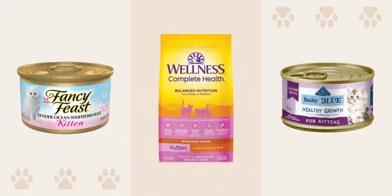 Yes, there is a difference between cat food and kitten food. Here’s why it matters.