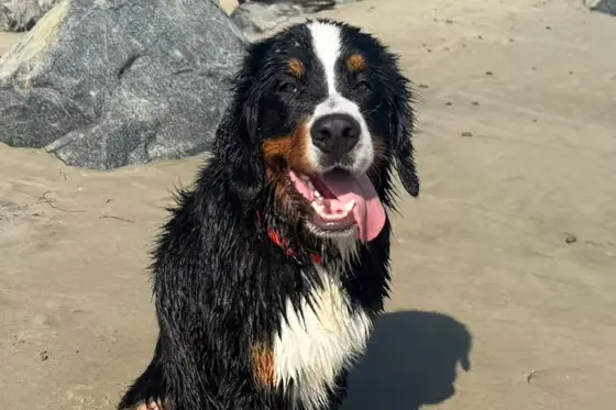 Californian’s bill targets negligent pet boarding facilities after dog’s viral death