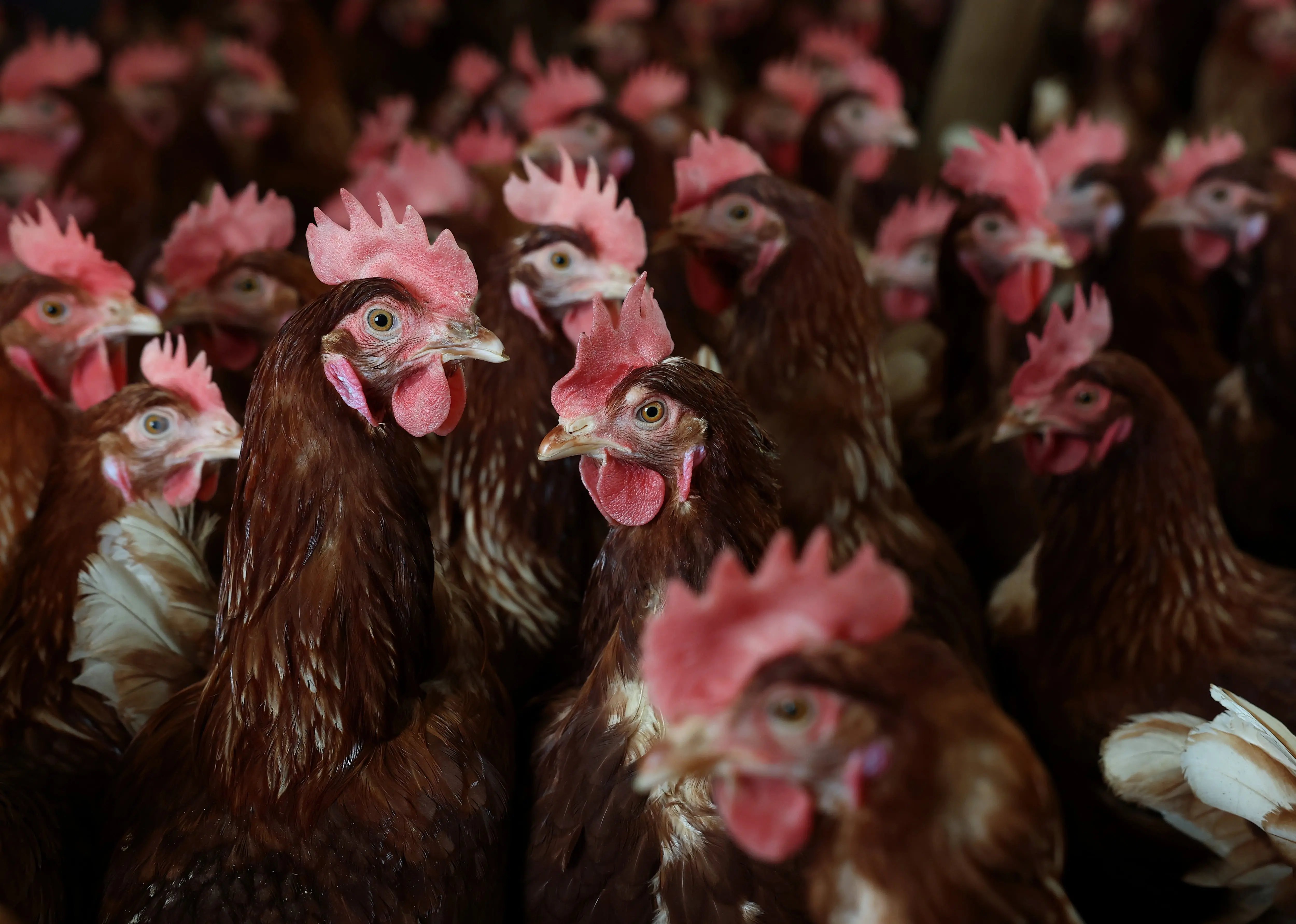Bird flu activity is rising again in the US. Here’s what to know